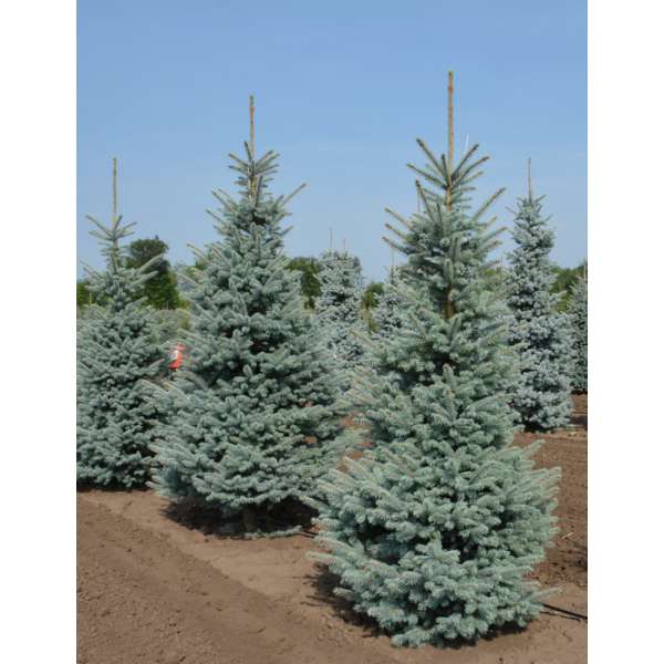 Picea pungens'Erich Frahme' 